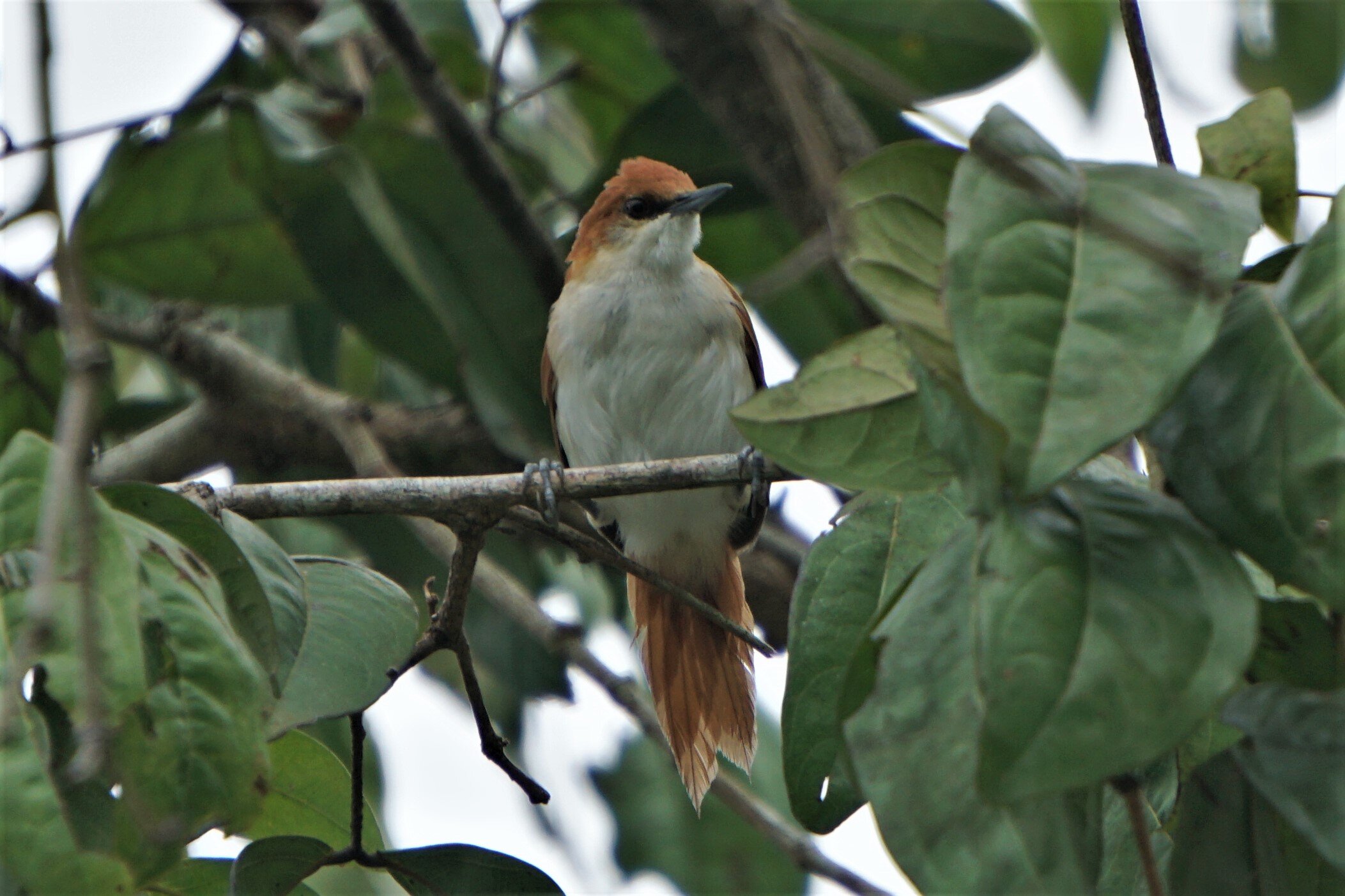 white breasted spinetail