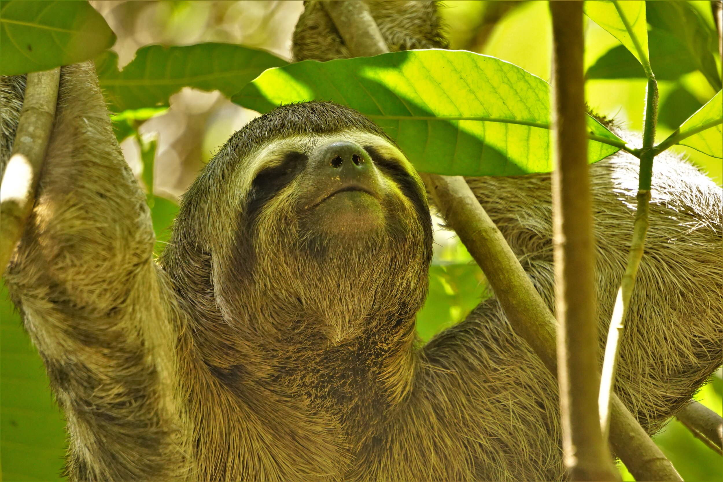 Sloth Hanging out