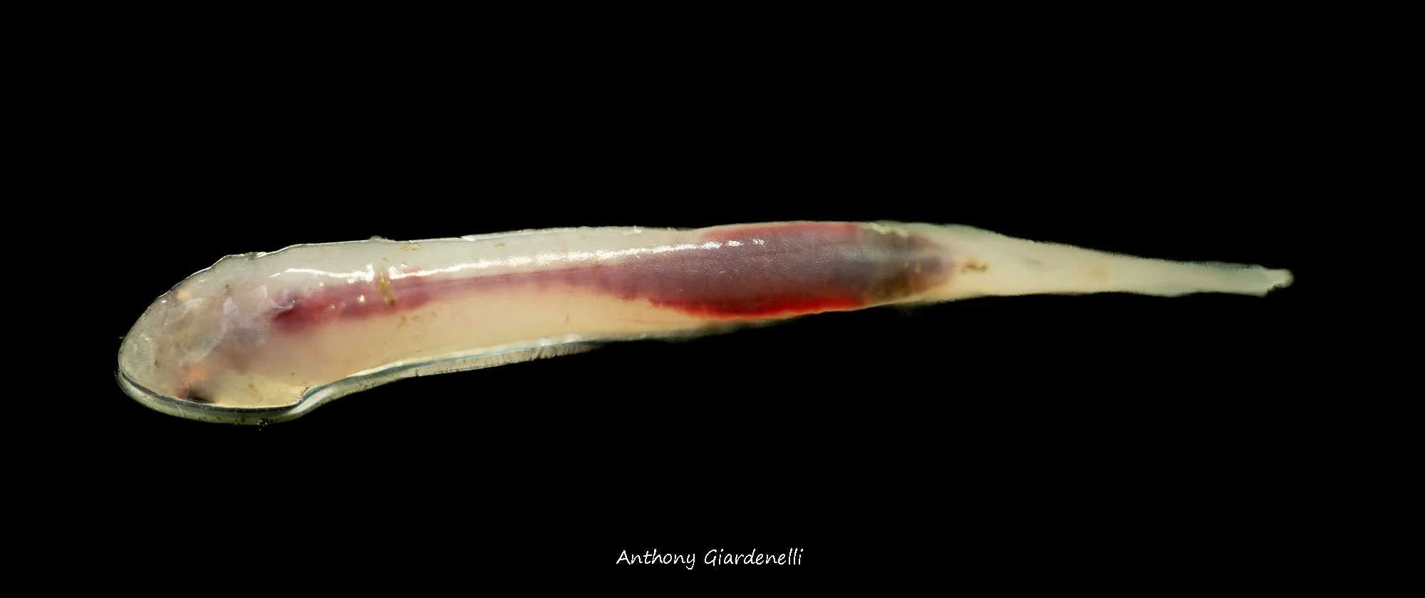 What Do Candiru Fish Do