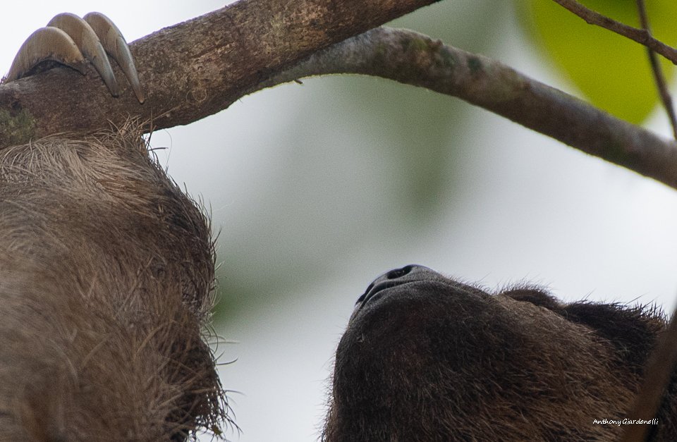 sloth nose.jpg