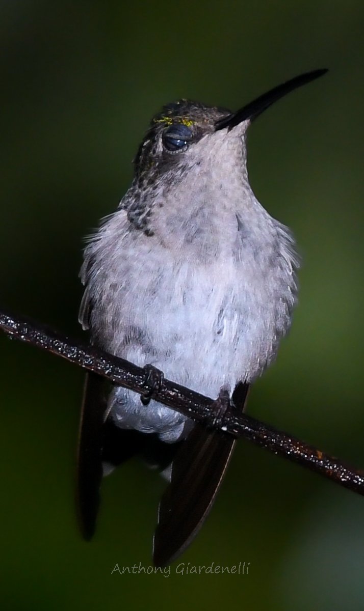 Female Gray breasted Sabrewing 