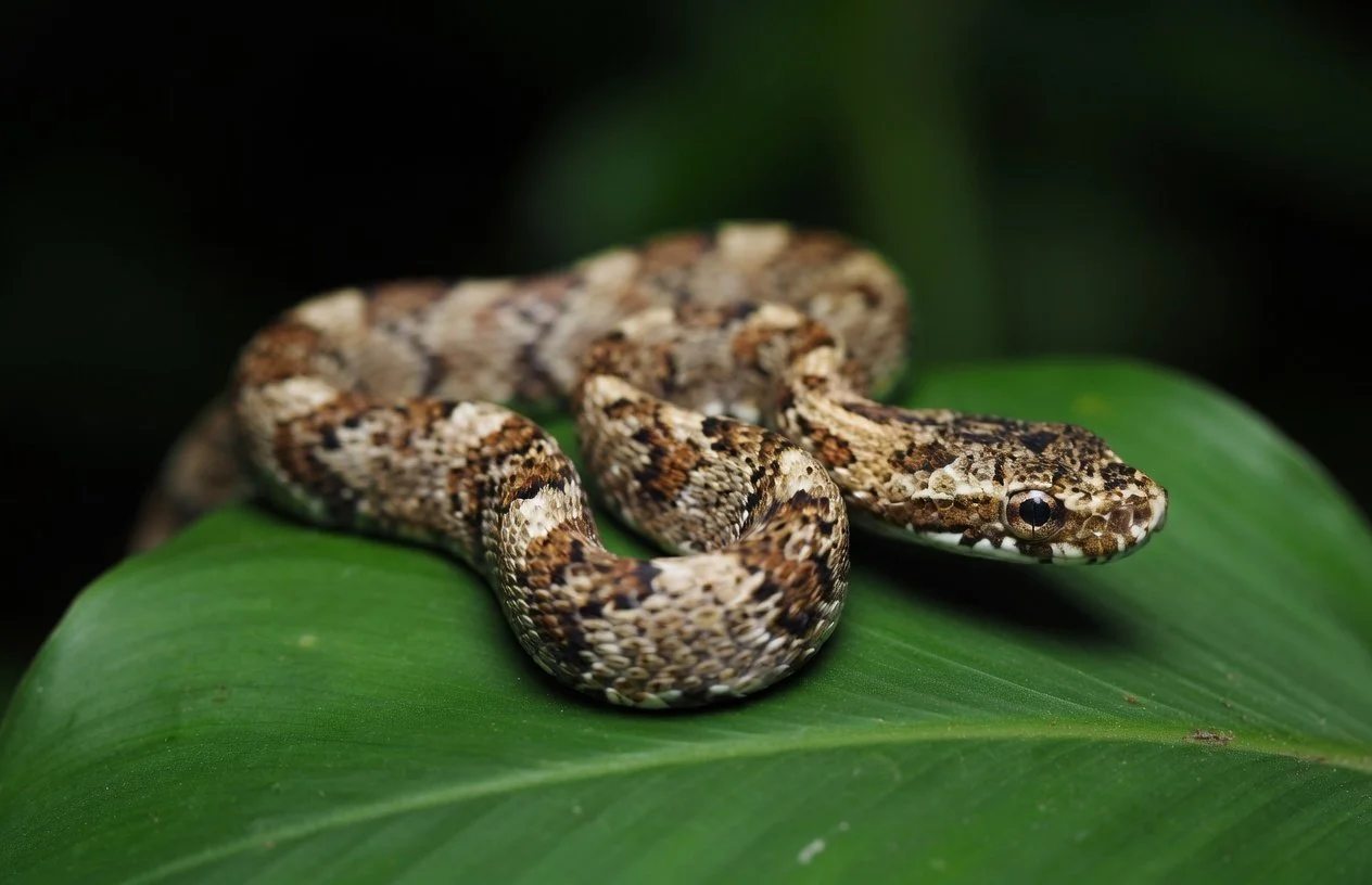 Snake species #54 for Otorongo