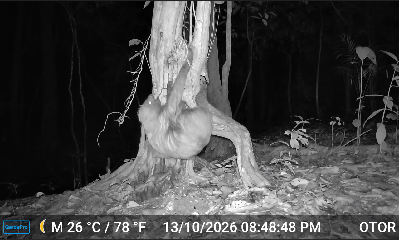 Urine-soaked clay licking by Linnaeus's two-toed sloth, Choloepus didactylus, in Loreto, Peru