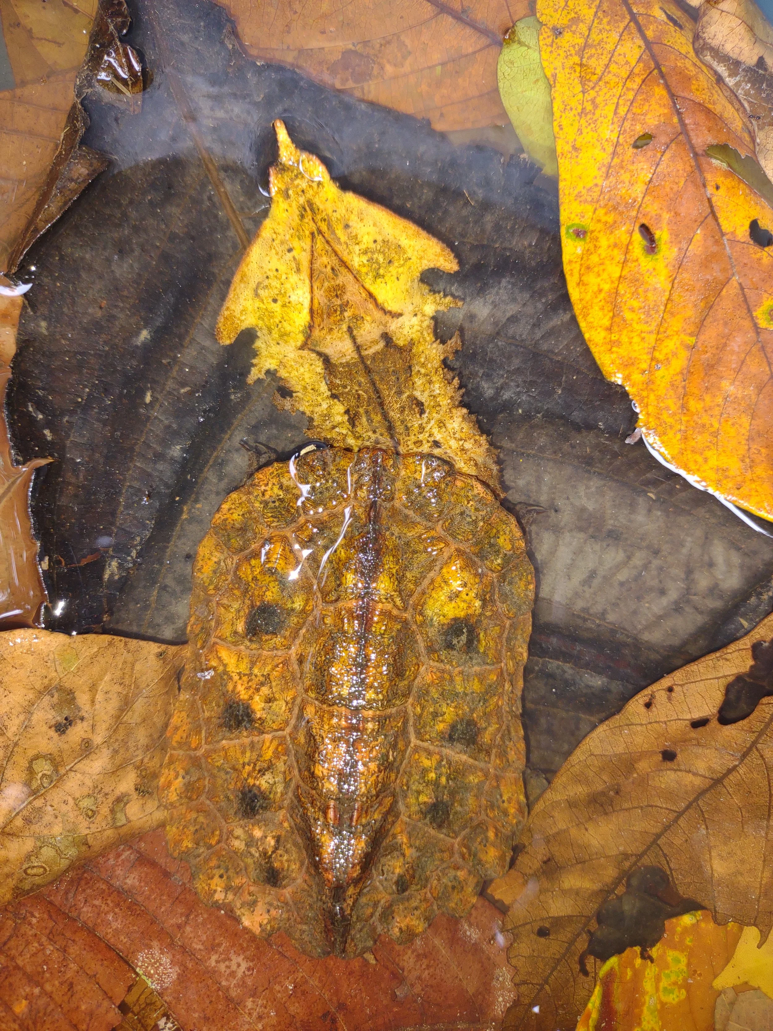 Young Mata Mata Turtle commonly found on site
