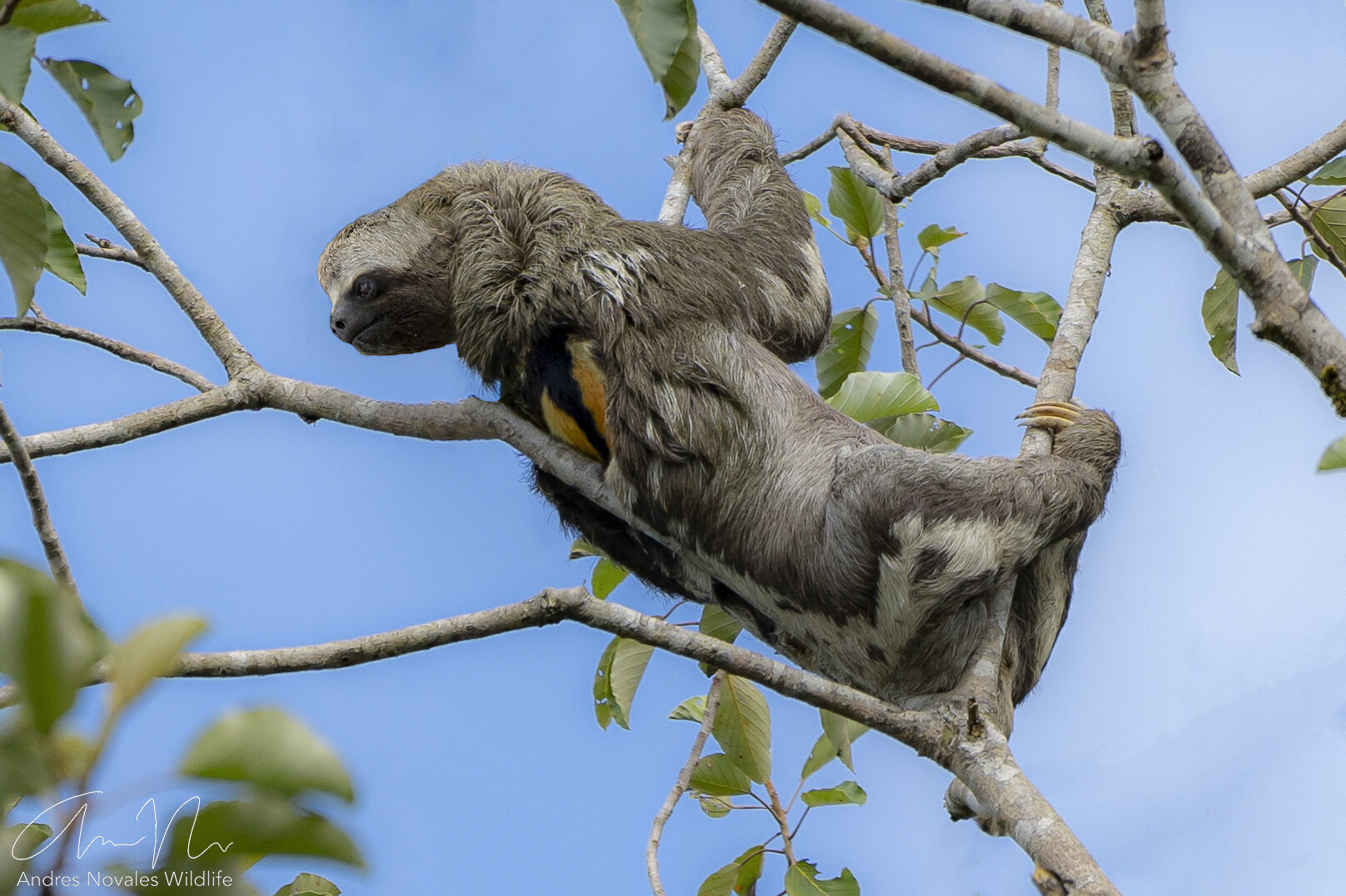  sloth in relaxing, hanging position, blue sky, in cecropia tree 