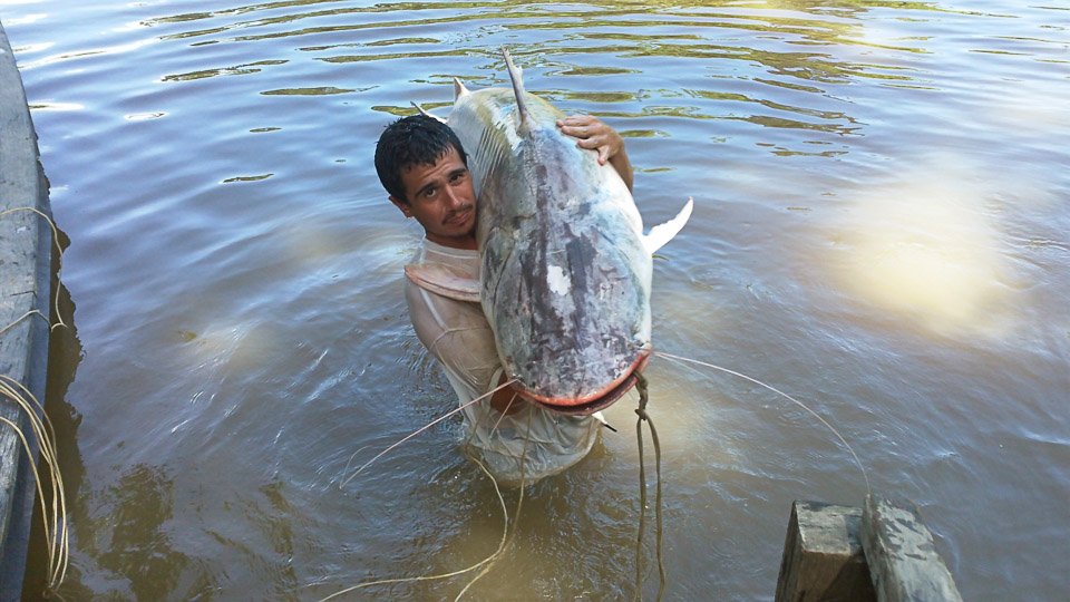 Sportfishing page for Otorongo  River Lodge, a resource for fishing  outfitters in the  Region of Iquitos, Peru - Otorongo Expeditions   River Lodge