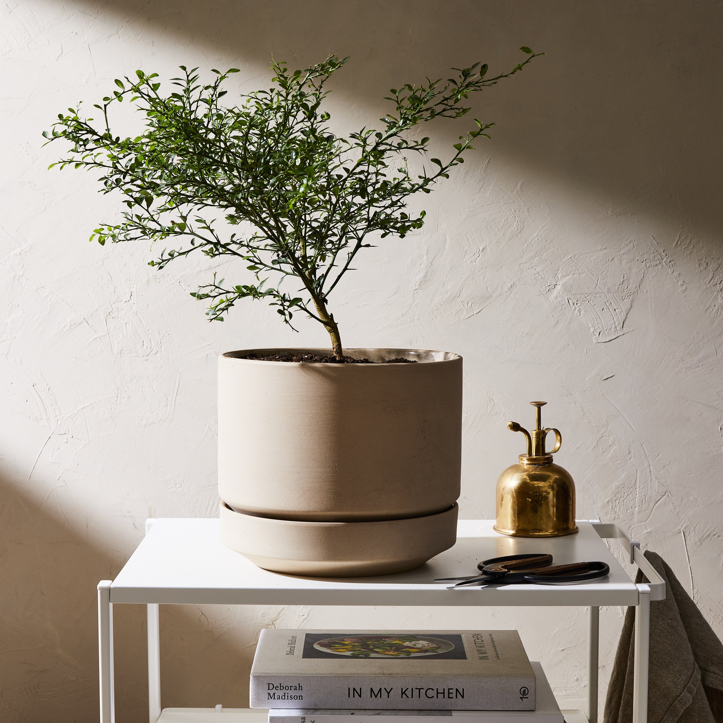 2021-0706_via-citrus_austrailian-finger-lime-citrus-trees_1x1_julia-gartland_438 1.jpg