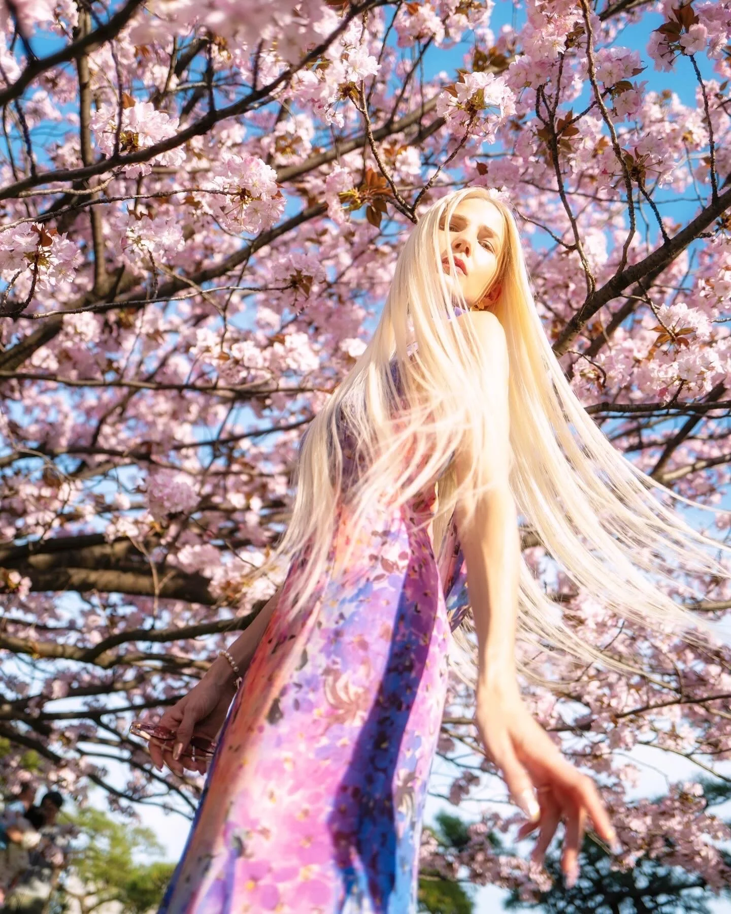 Cherry Blossoms Of Tokyo