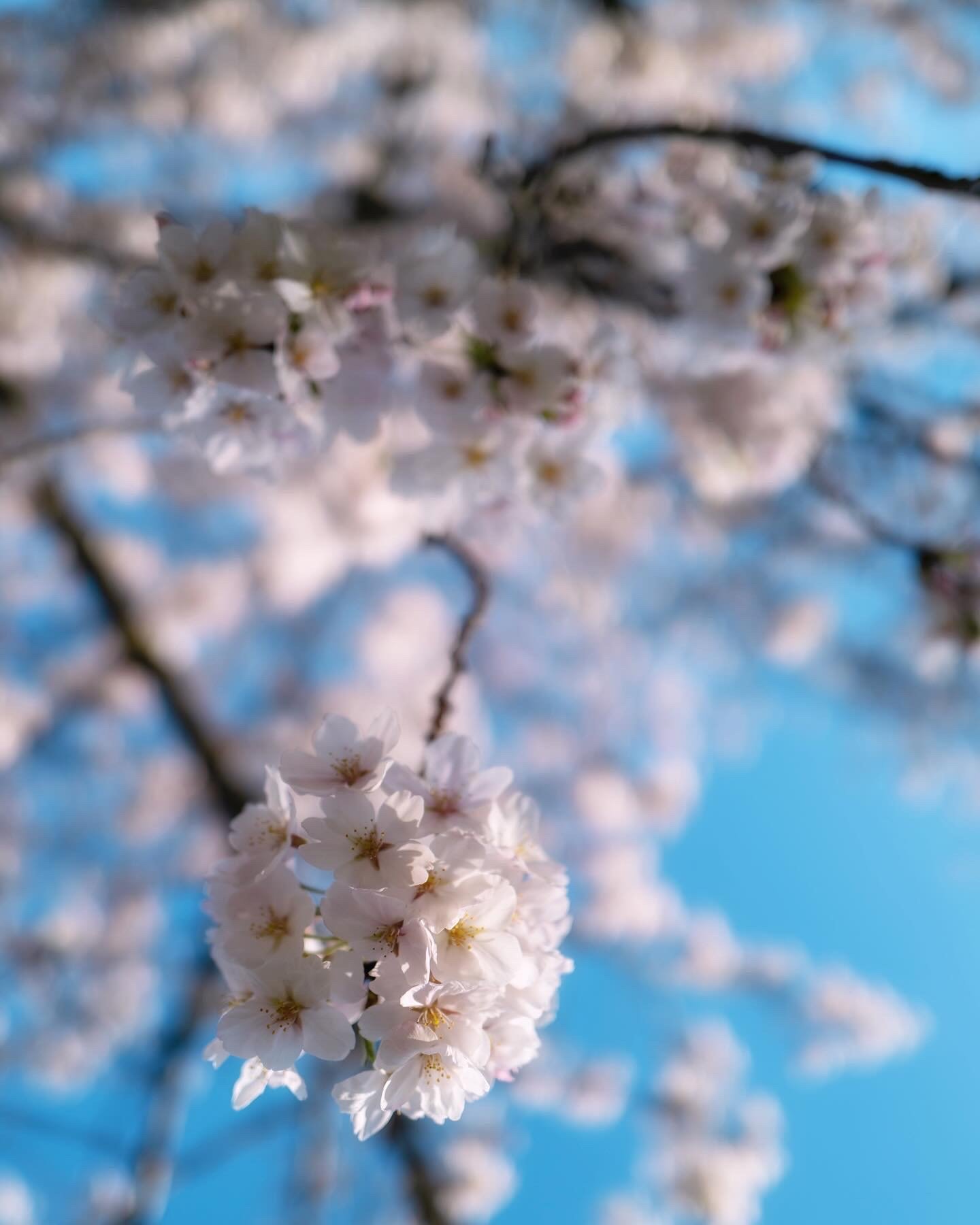 Angelilli, Samantha Angelilli, Samantha Angelo, Kezi Ban, Japan, Kyoto, Travel