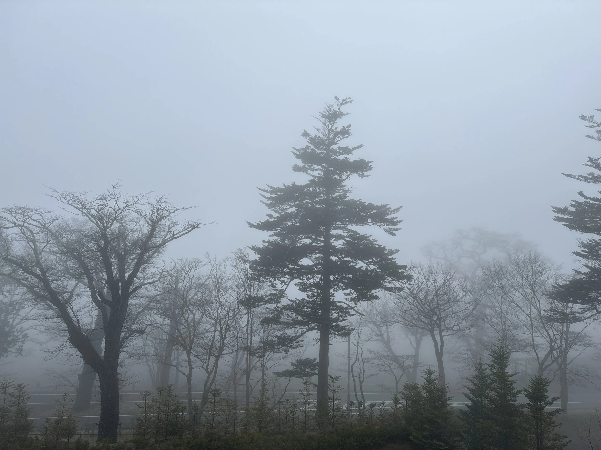 Angelilli, Design, My Designs, Samantha Angelilli, Samantha Angelo, Kezi Ban, Japan, Kyoto, Travel