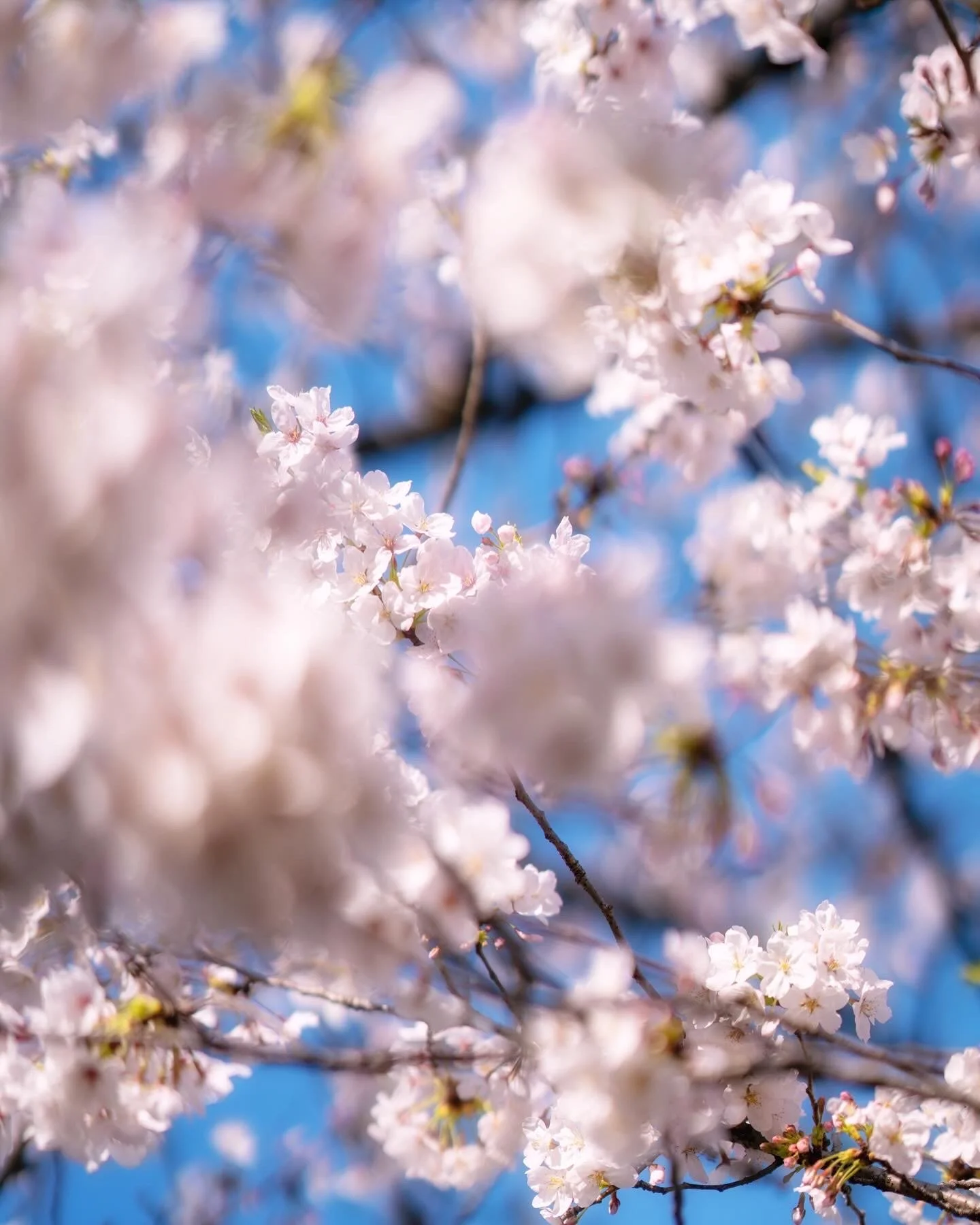 Angelilli, Samantha Angelilli, Samantha Angelo, Kezi Ban, Japan, Kyoto, Travel