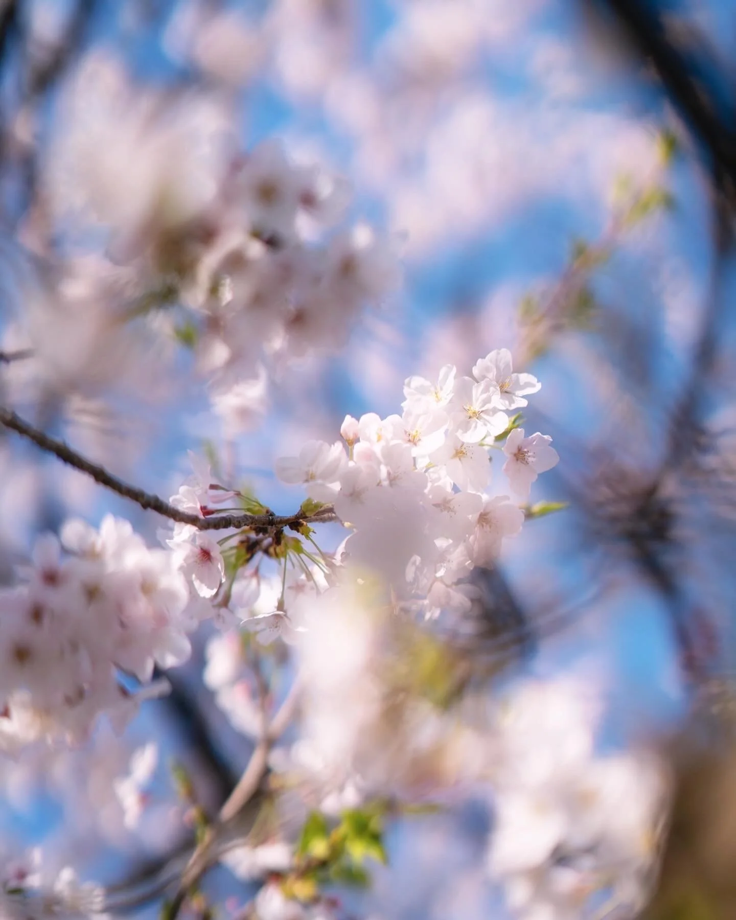 Angelilli, Samantha Angelilli, Samantha Angelo, Kezi Ban, Japan, Kyoto, Travel