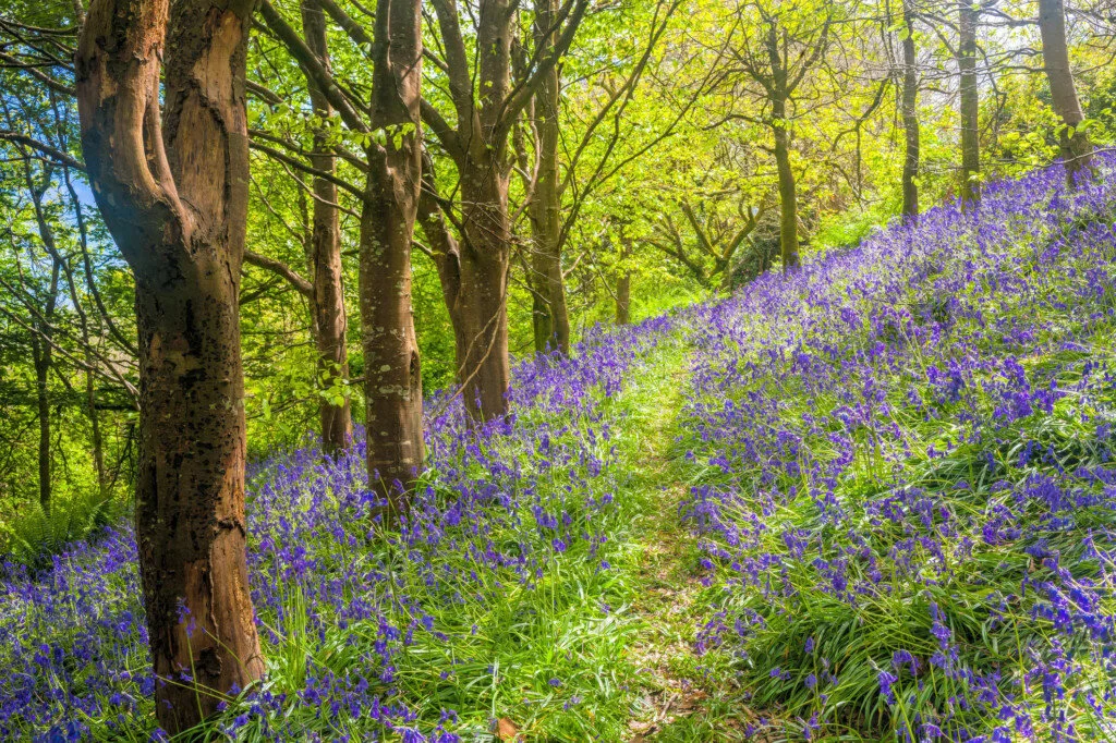 Bluebell Cottage Gardens