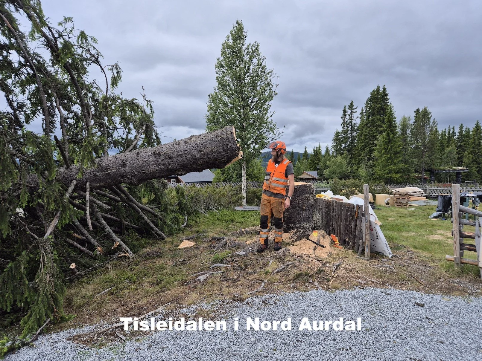 Trefelling i Tisleidalen i Nord Aurdal -Utsikta Trefelling AS
