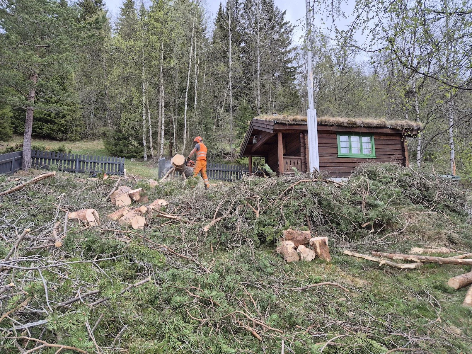 Trefelling på Melbybråten i Øystre Slidre