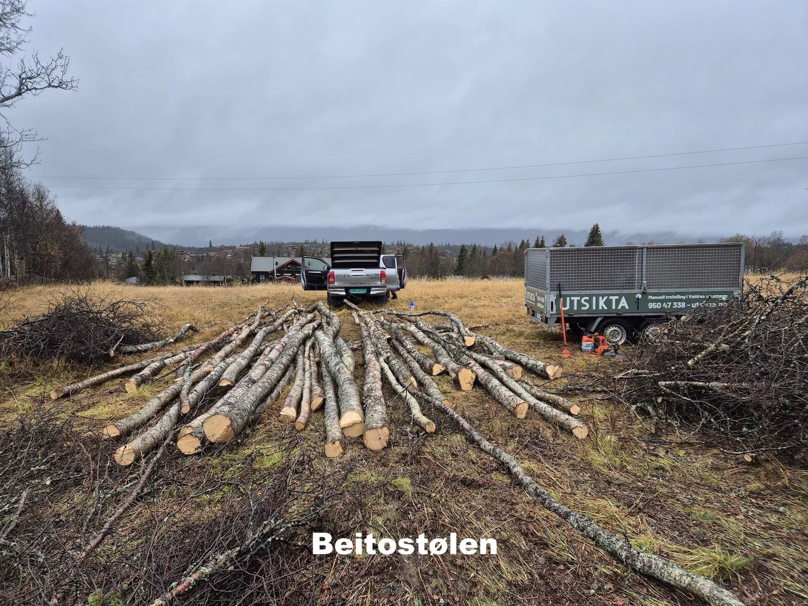 Utsikta Trefelling AS utfører trefelling på  Beitostølen i Øystre Slidre.