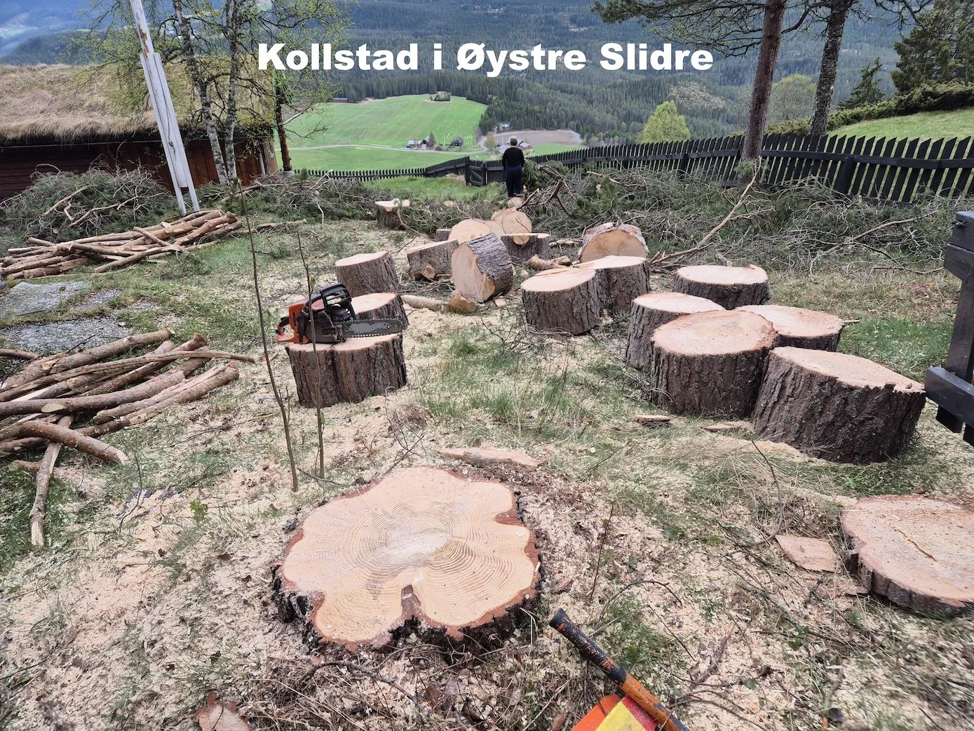 Utsikta Trefelling AS utfører trefelling, kvisting og oppkapping av tre på Kollstad i Øystre Slidre