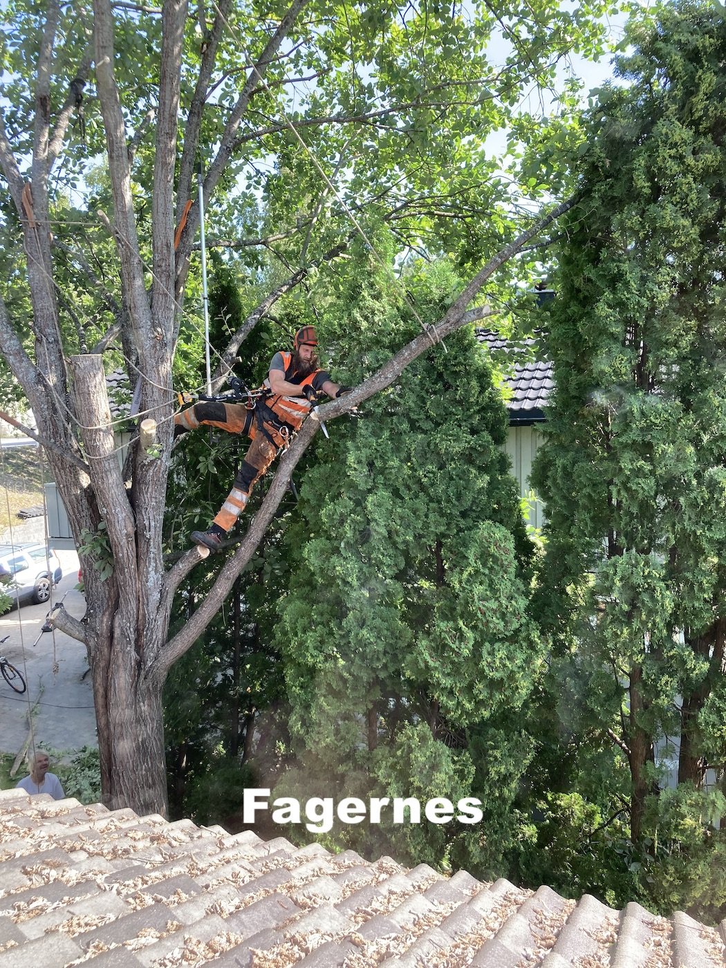 Utsikta Trefelling AS utfører seksjonsfelling vha. klatring på Fagernes i Nord-Aurdal