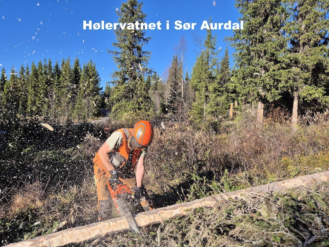 Trefelling på hyttetomt ved Hølervatnet i Sør Aurdal -Utsikta Trefelling AS
