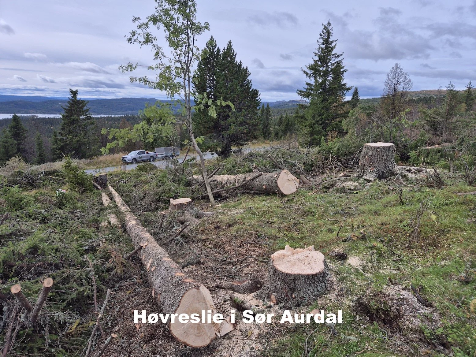 Trefelling på hyttetomt i Høvreslia i Sør Aurdal utført av Utsikta Trefelling AS