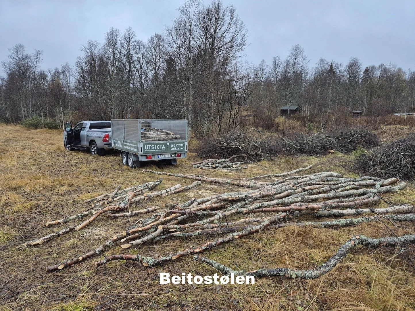 Trefelling, kvisting og bortkjøring av bjørketrær på Beitostølen i Øystre Slidre utført av Utsikta Trefelling AS.