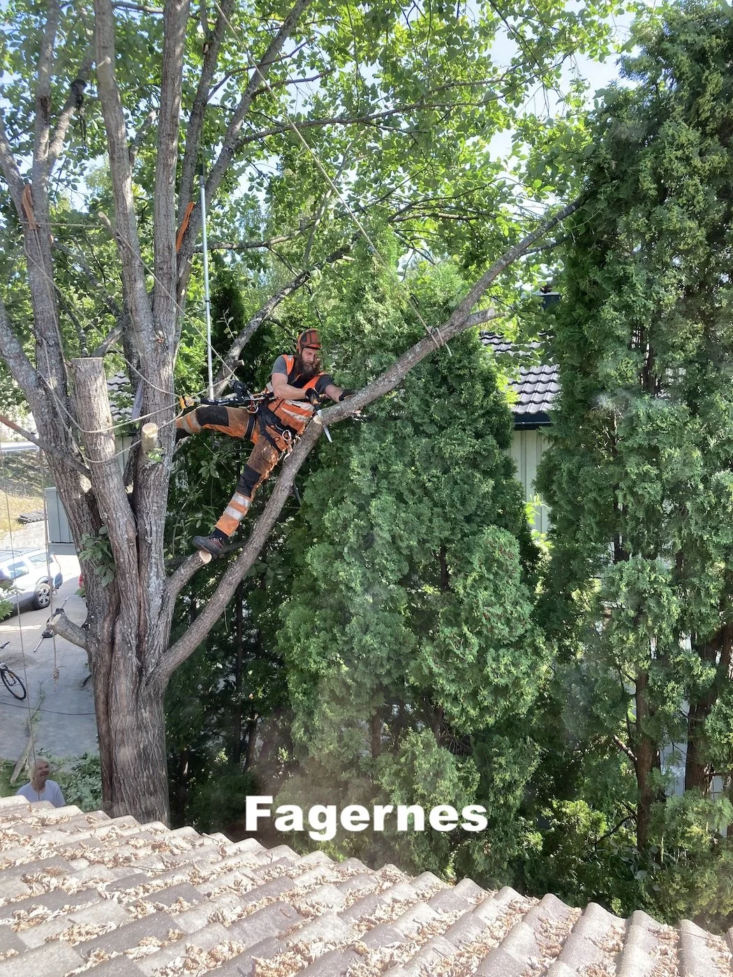 Pris på felling av tre vha. klatring på Fagernes i Nord-Aurdal, Utsikta Trefelling AS