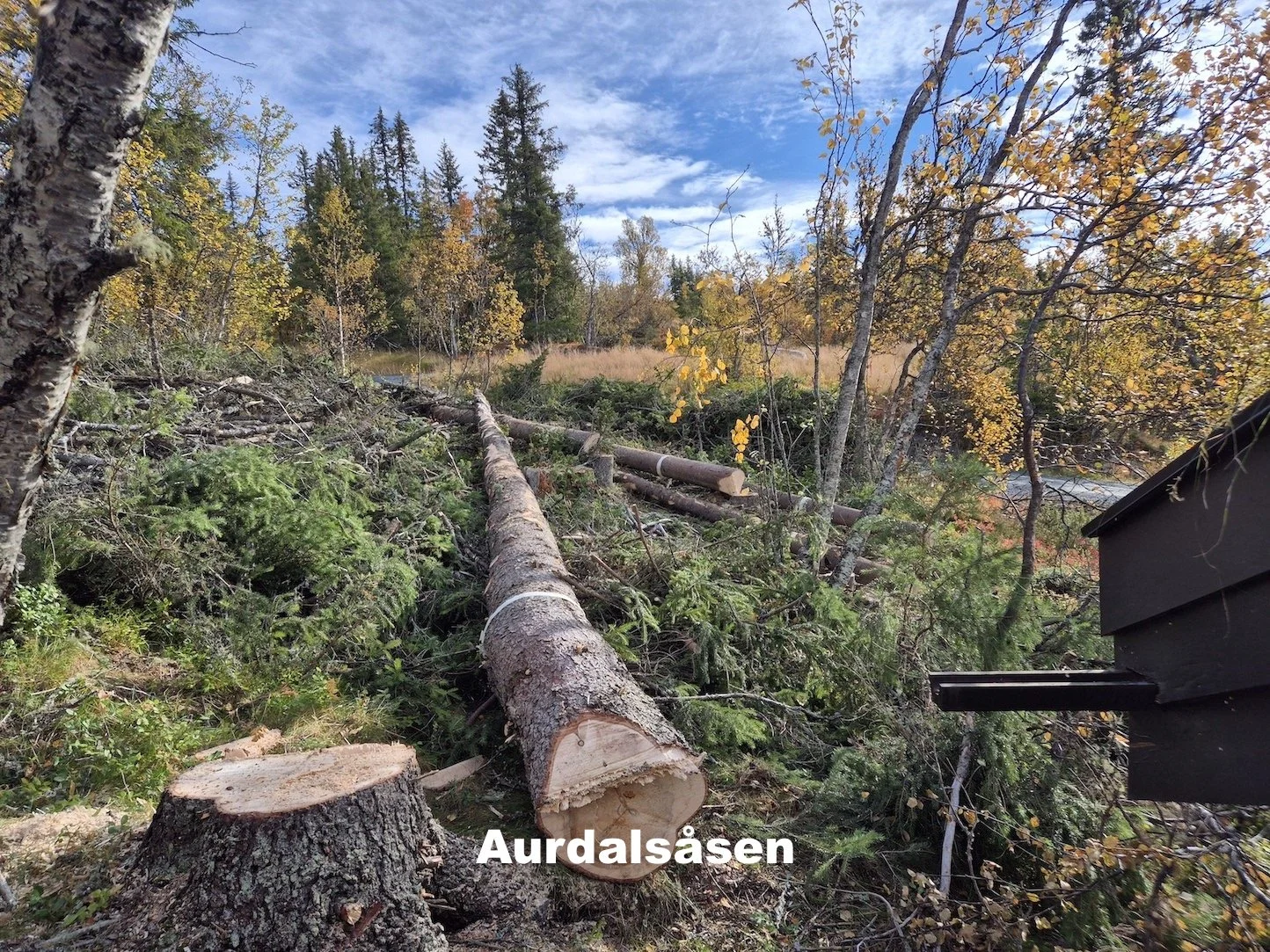 Priseksempler på trefelling fra Utsikta Trefelling AS, Aurdalsåsen i Nord-Aurdal.