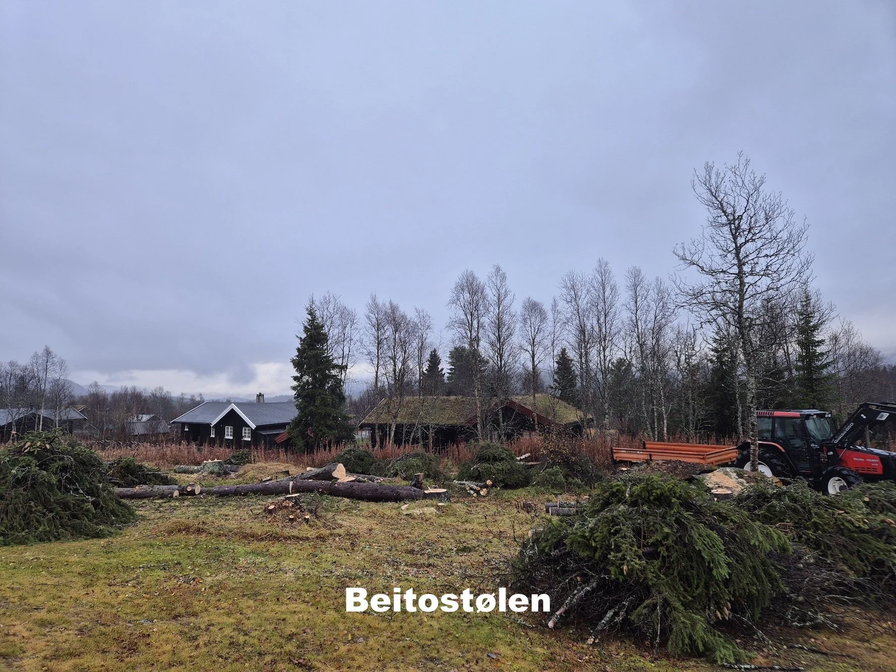 Utsikta Trefelling AS feller trær på hyttefelt på Beitostølen i Øystre Slidre