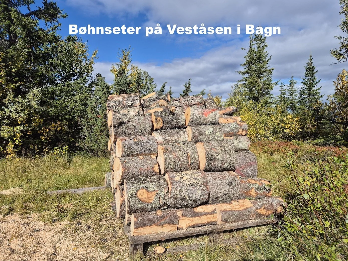 Utsikta Trefelling AS på trefellingsoppdrag på Bøhnseter på Veståsen i Sør-Aurdal