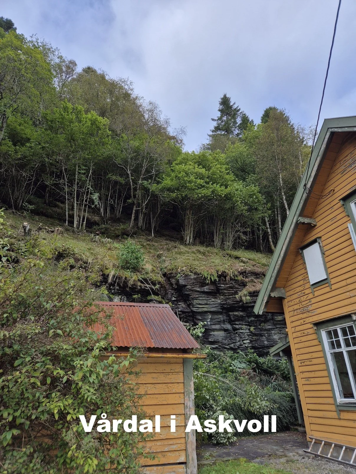 Utsikta Trefelling AS utfører trefelling på fjellskrent vha. klatreutstyr bak bolighus i Askvoll i Sunnfjord