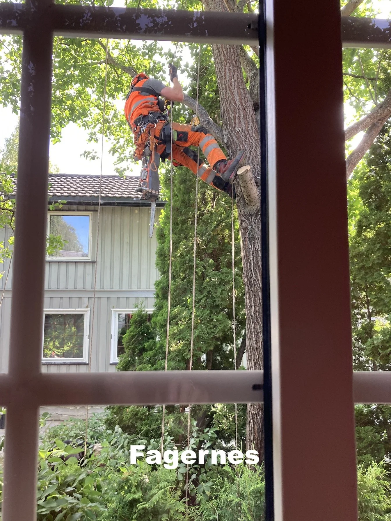 Utsikta Trefelling AS feller tre vha. klatring på Fagernes i Nord-Aurdal, priseksempel