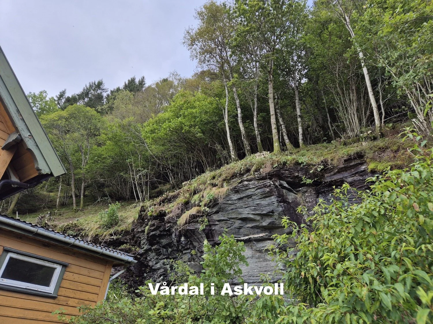 Felling av trær på fjellskrent vha. klatreutstyr i Vårdal i Askvoll, utført av Utsikta Trefelling AS