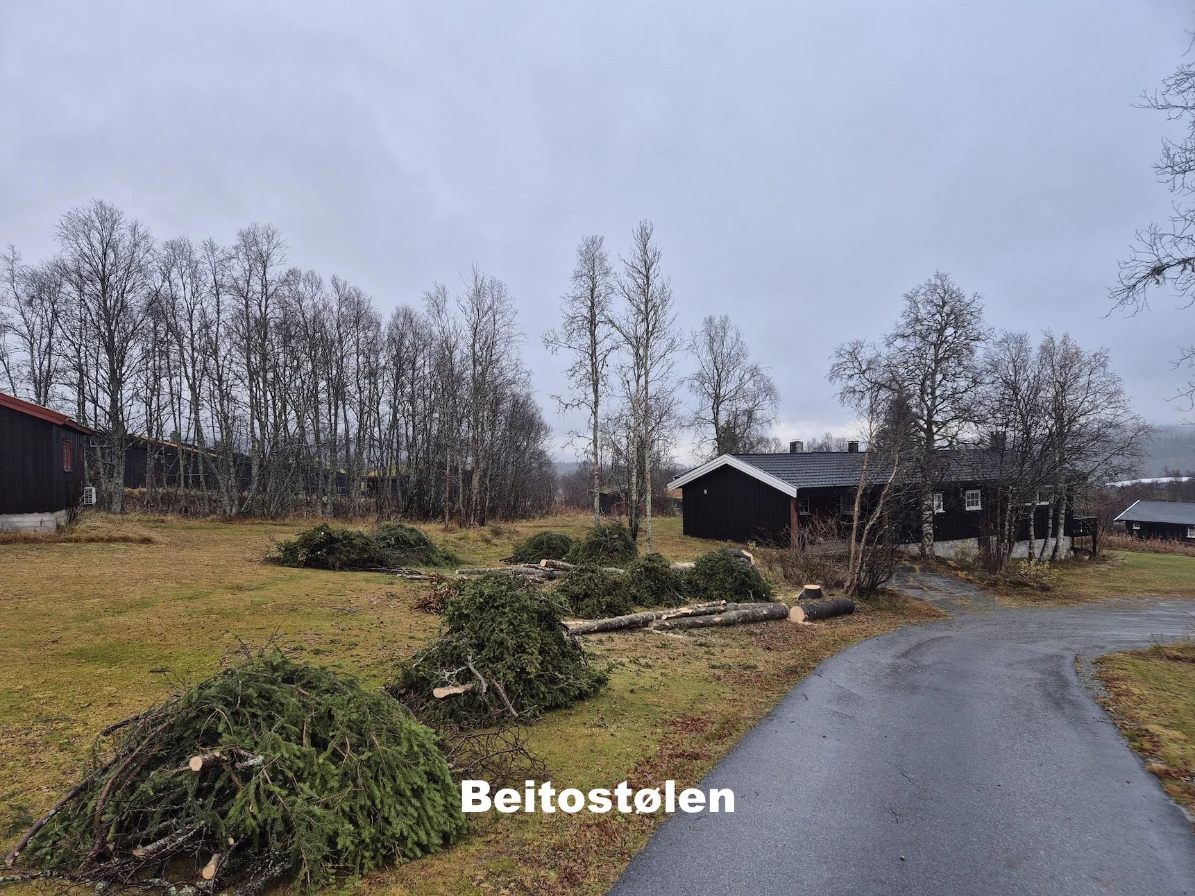 Felling av grantrær på hustomt på Beitostølen i Øystre Slidre - Utsikta Trefelling AS