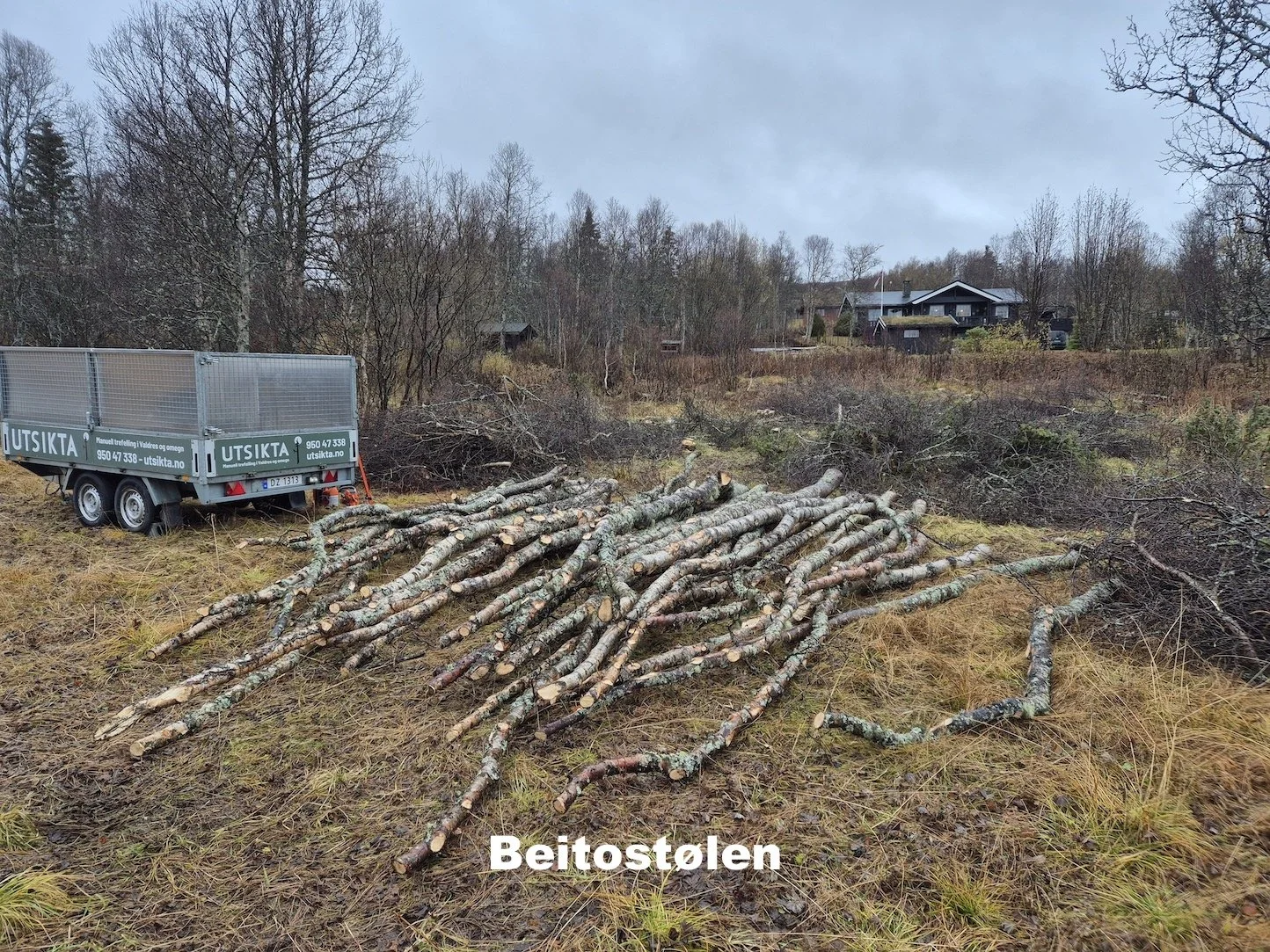 Utsikta Trefelling AS feller bjørketrær på hyttetomt på Beitostølen i Øystre Slidre.