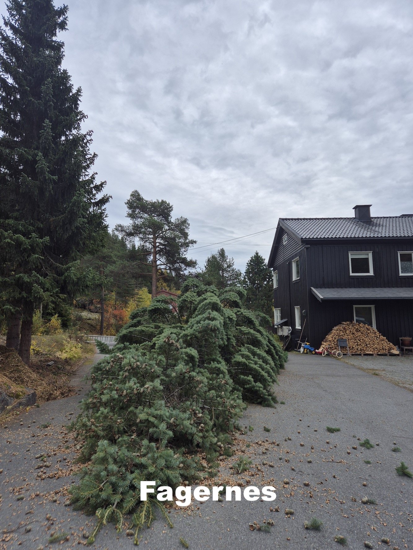 Utsikta Trefelling AS priseksempel på felling av tre på Fagernes i Nord-Aurdal