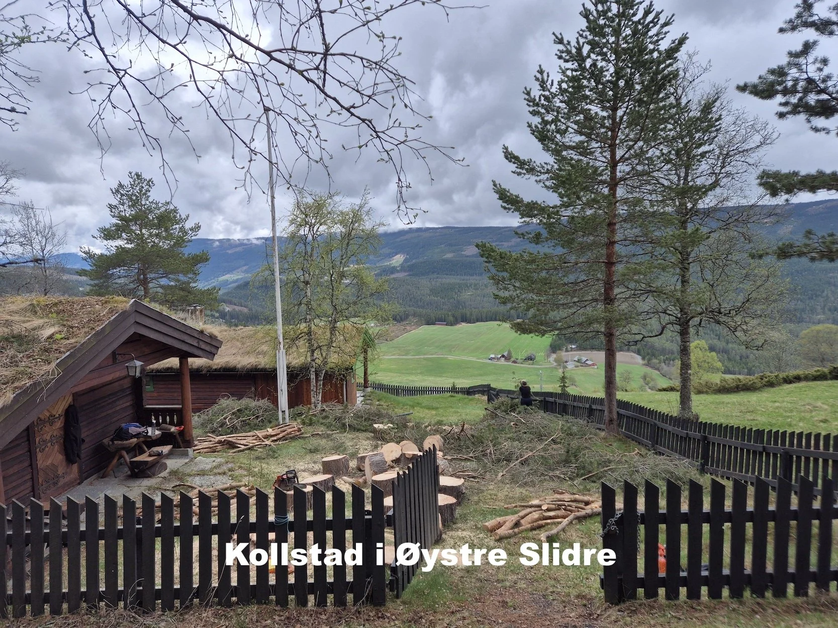 Felling, kvisting og kubbing av et furutre på Kollstad i Øystre Slidre utført av Utsikta Trefelling AS