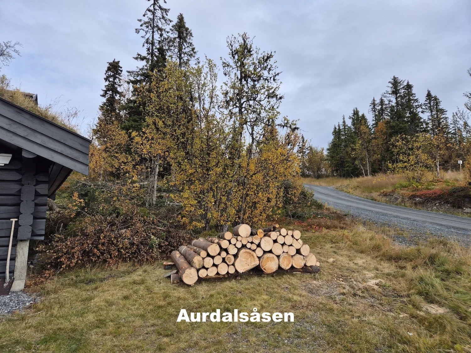 Trefelling i Valdres, utført av Utsikta Trefelling AS