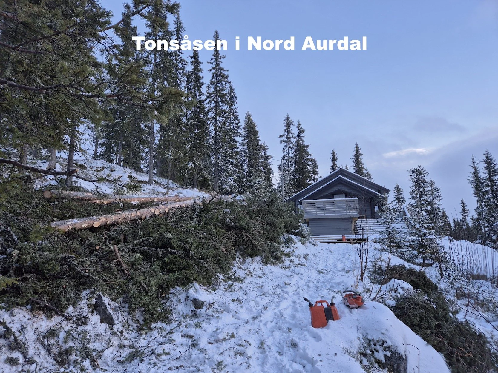 Felling av grantrær på hyttetomt på Tonsåsen i Nord Aurdal, Utsikta Trefelling AS