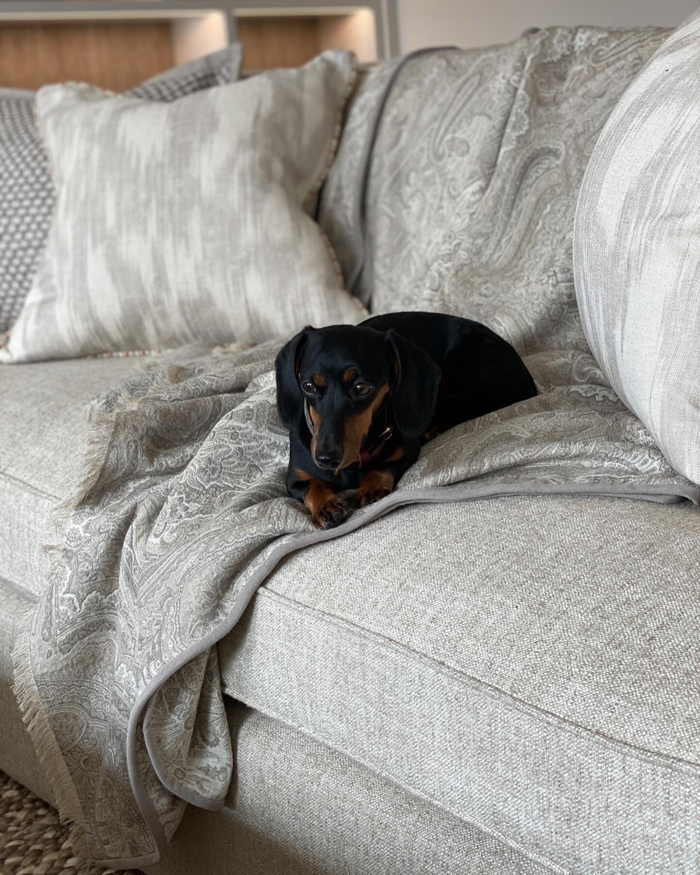 A very cosy corner showcasing @delecuona exquisite throws. They balance any design scheme and have a beautiful range of tones and finishes to choose from. 

Even this little one agrees 🐾