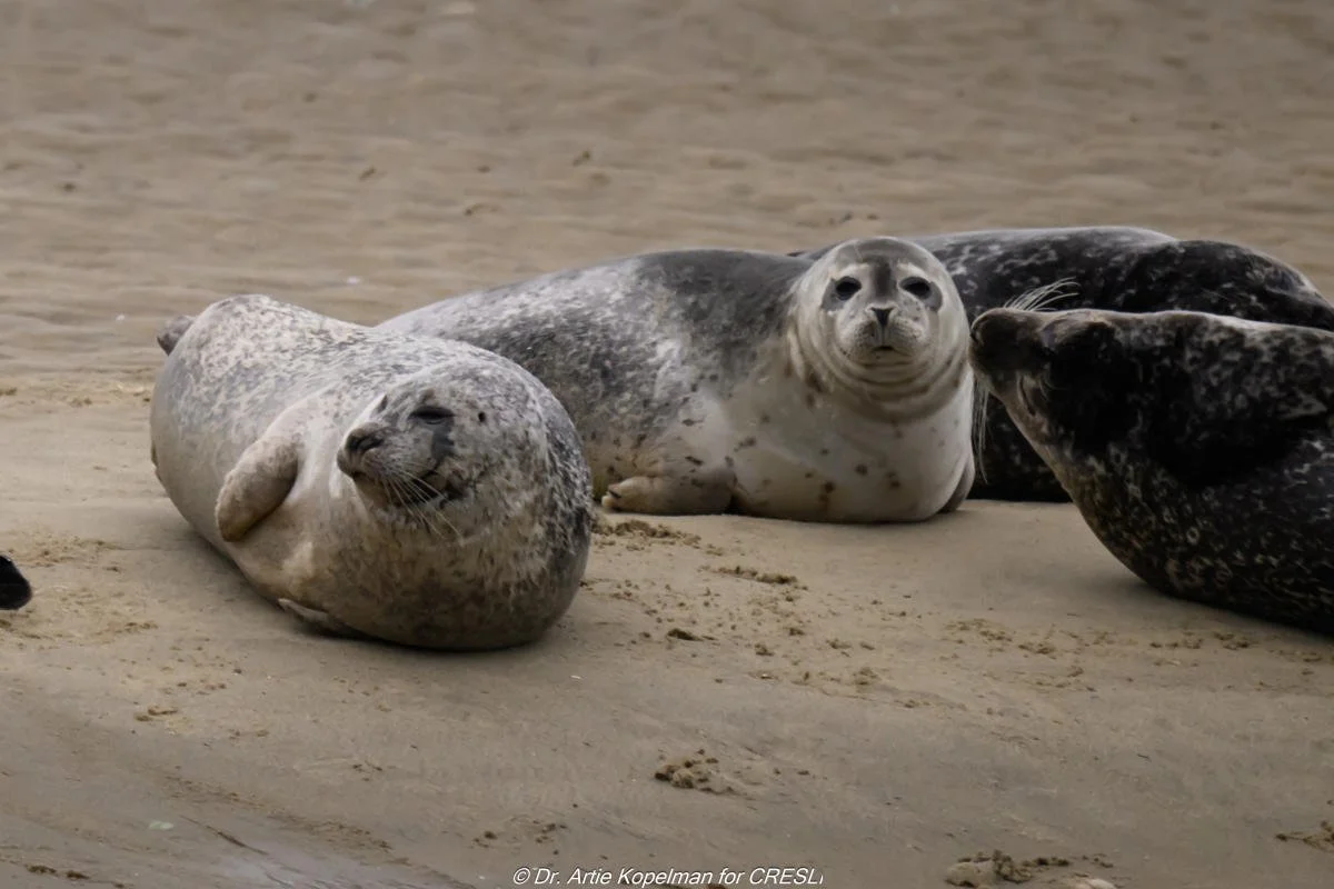 CRESLI Seal Cruises on Shinnecock Bay