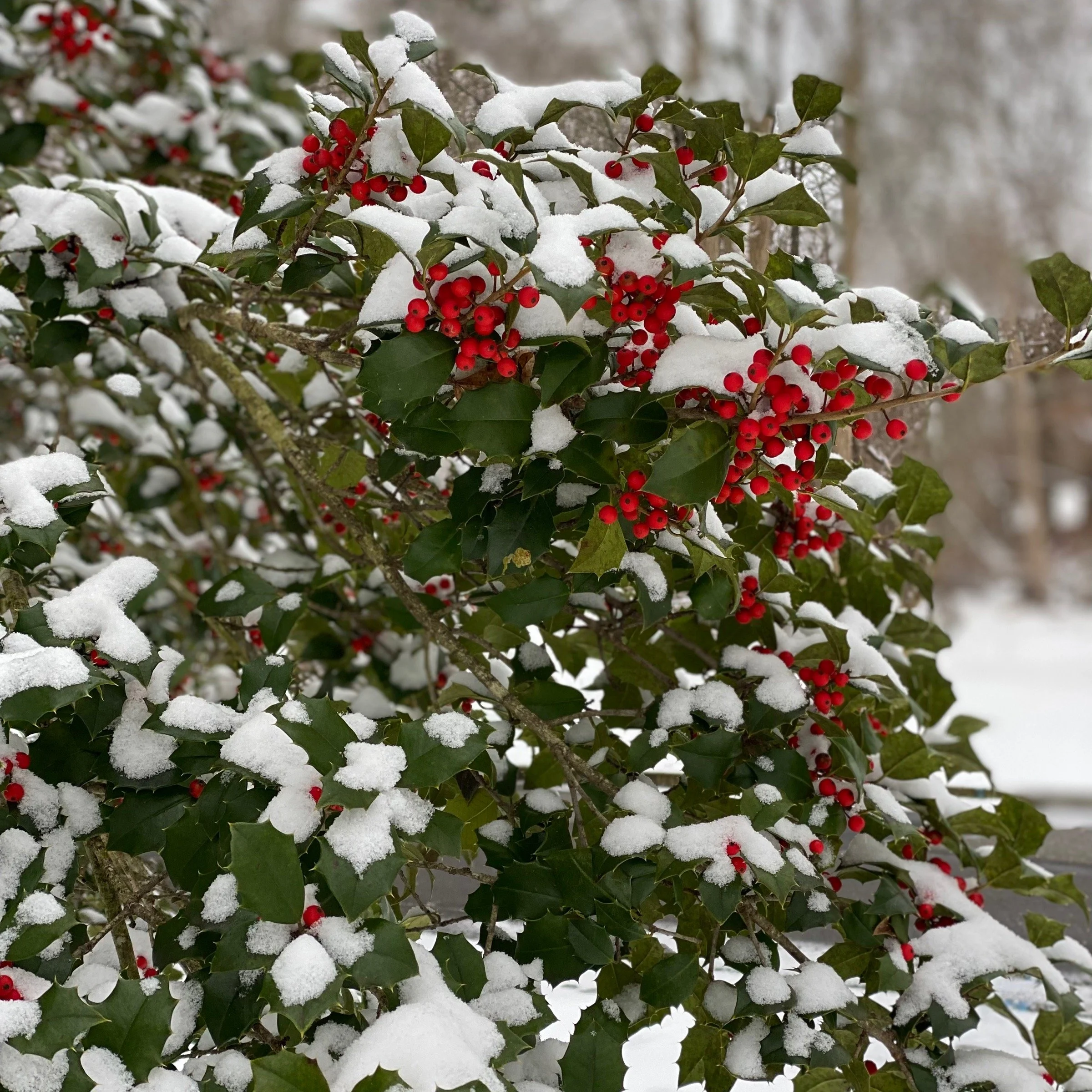 Holly bush with green leaves and red berries, covered in snow.