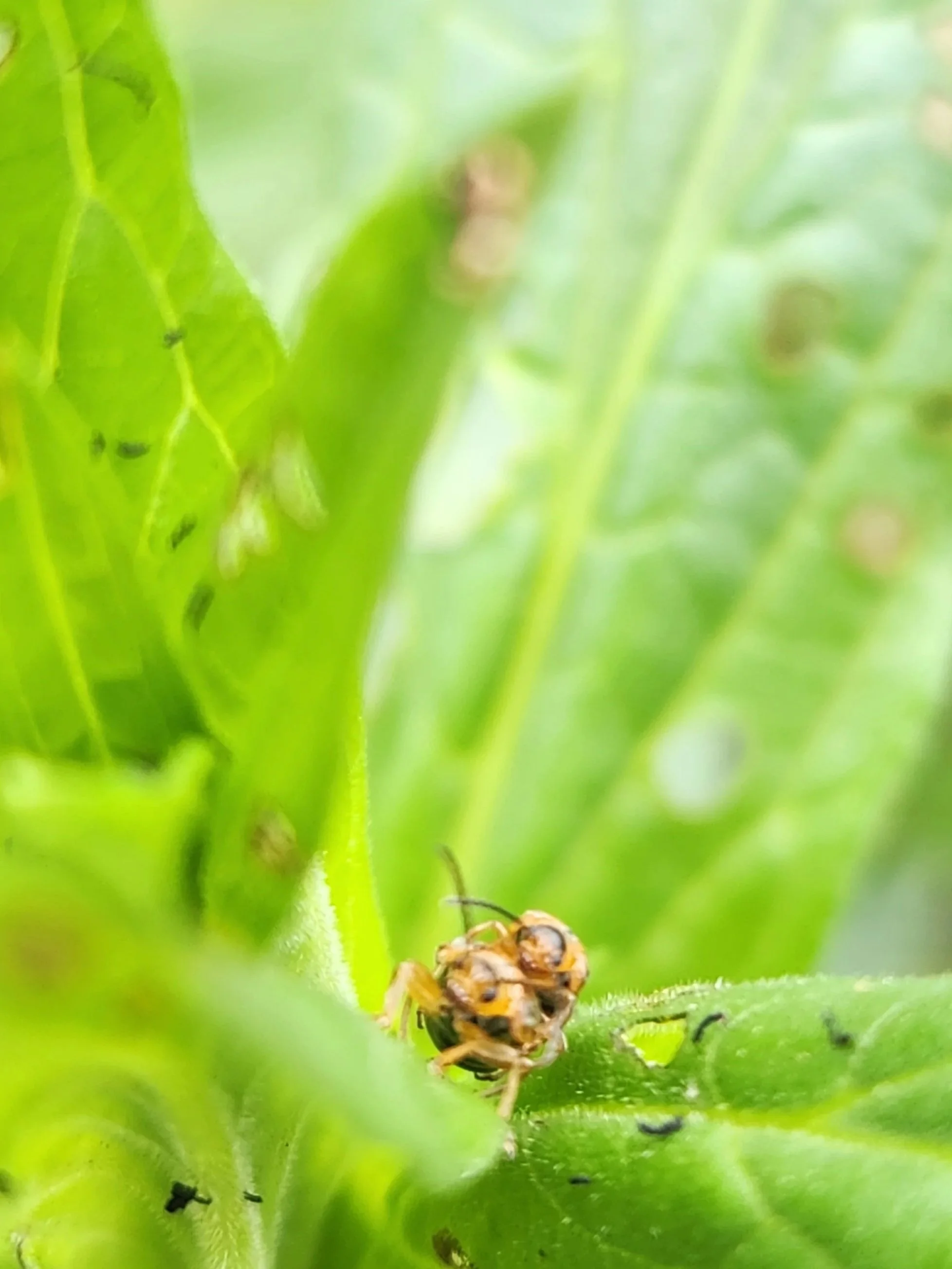 2026 Purple Loosestrife Biocontrol Orders Might Be Closed… but Here Is What Else You Can Do!