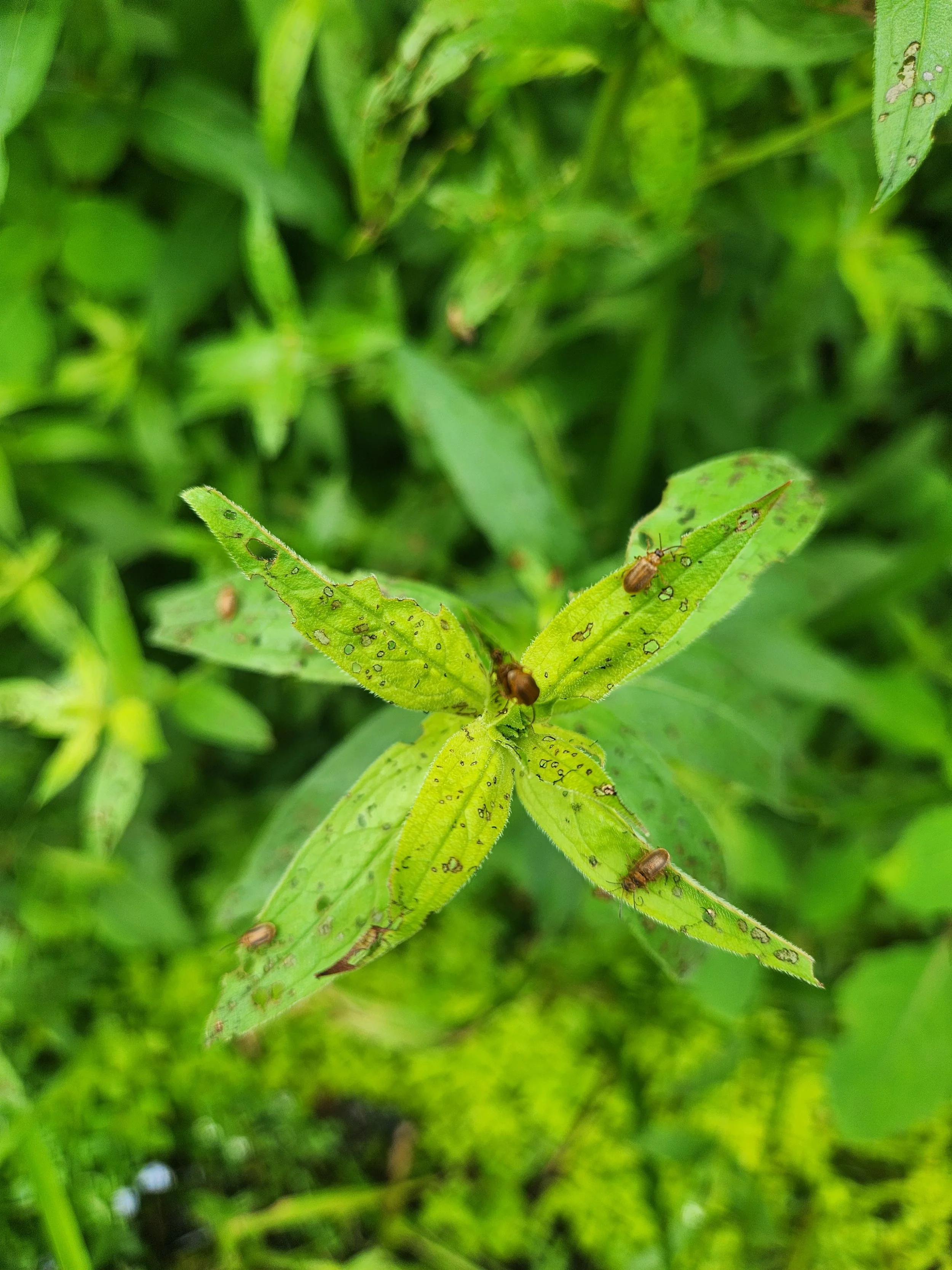 Order your 2027 Purple Loosestrife biocontrol beetles now!
