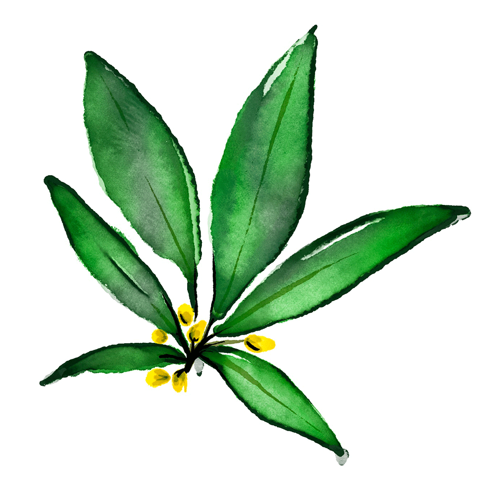 Mace_Cocktail-Illus_BAY-LEAF_2021-Spring.png