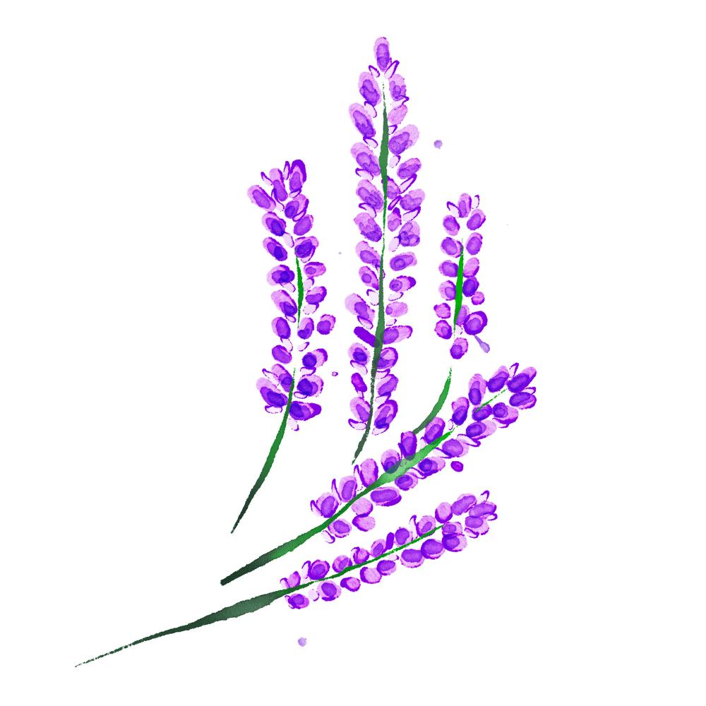 Mace_Cocktail-Illus_LAVENDER_2021-Spring.png