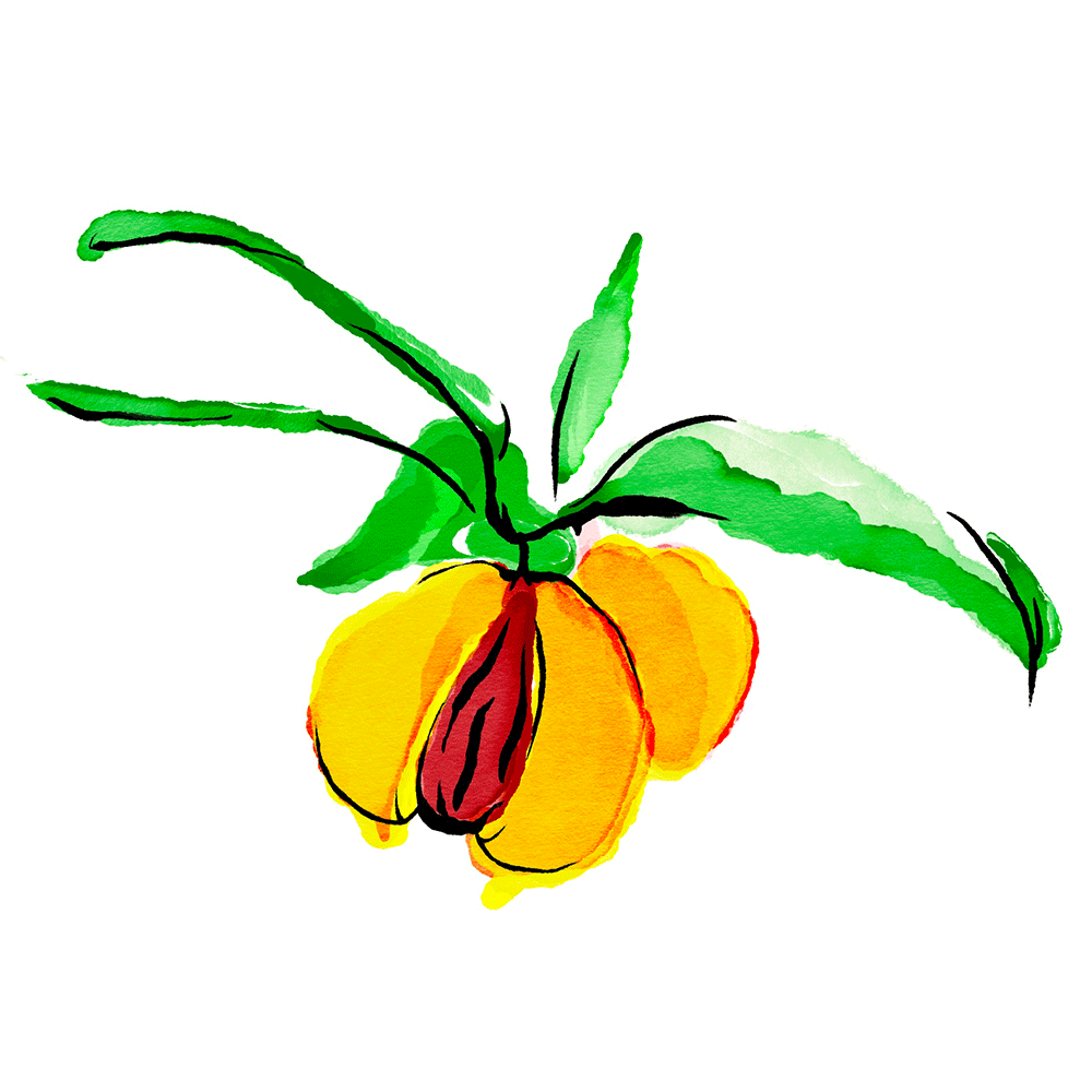 Mace_Cocktail-Illus_MACE_2021-Spring.png