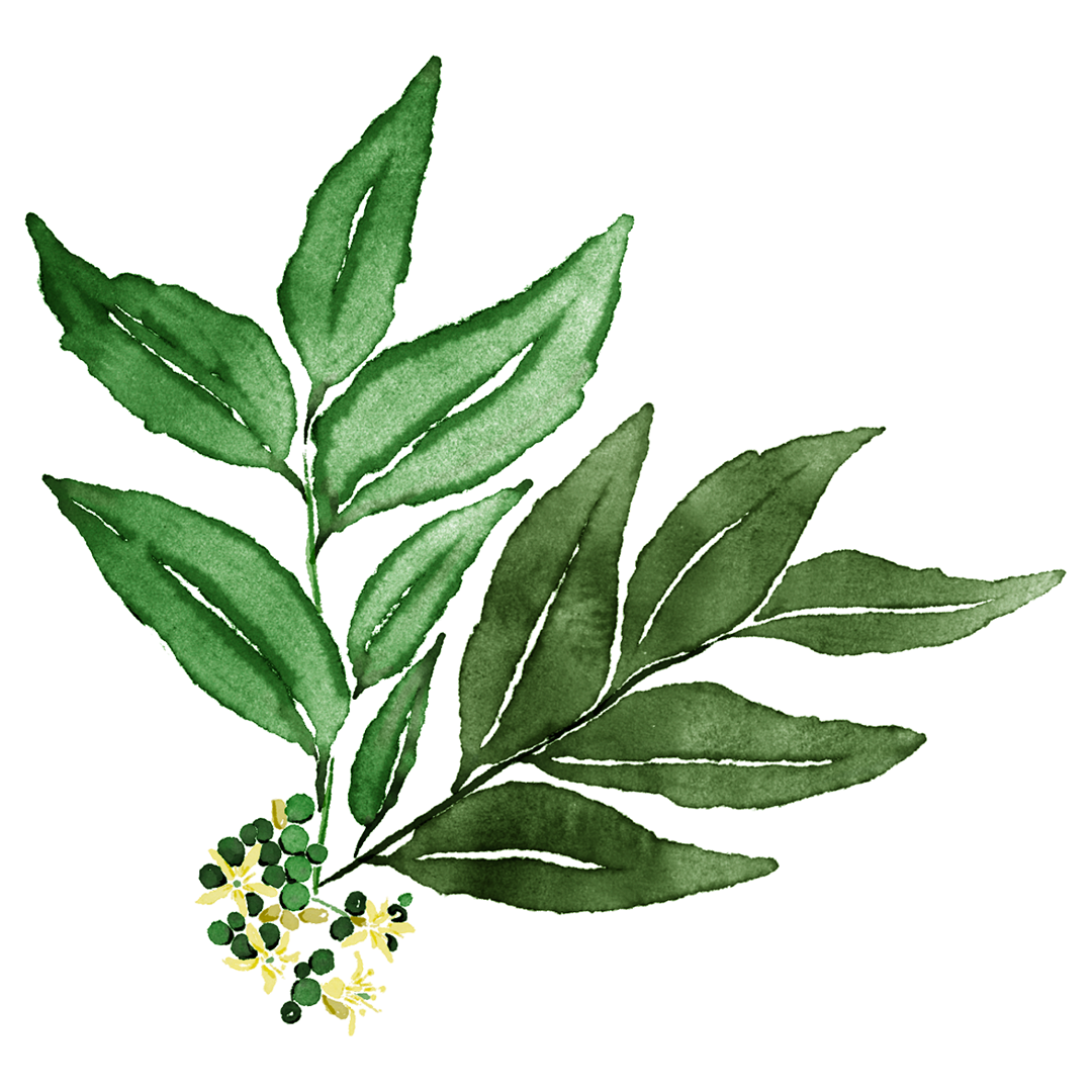Mace_Cocktail-Art_2022-Spring-Summer_Curry-Leaves.png