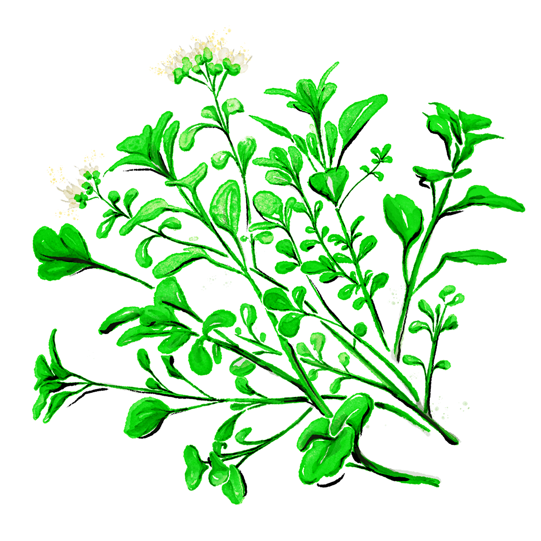 Mace_Cocktail-Art_2022-Winter-Spring_1080x1080_Oregano.png