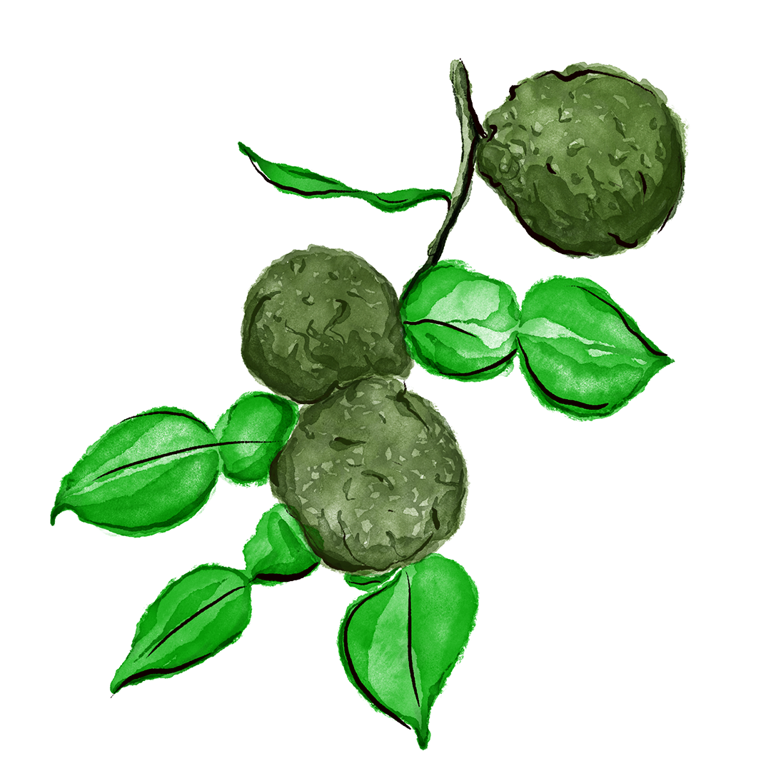 Mace_Cocktail-Art_2022-Fall_1080x1080_Kaffir-Lime-Leaves.png