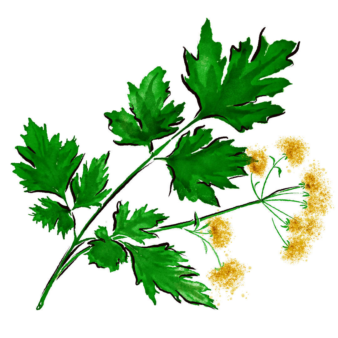 Mace_Cocktail-Art_2024_Spring_PARSLEY.png